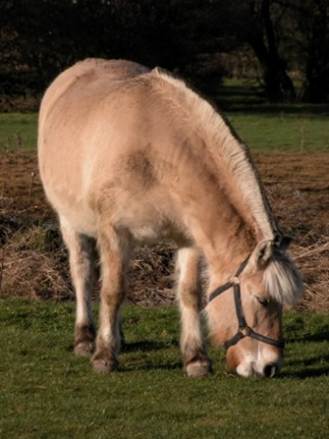 Billedresultat for Nordbagge